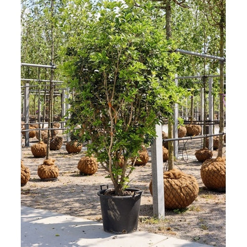 Osmanthus - Osmanthus aquifolium 200-250 MS CONT