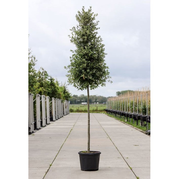 Stenek - Quercus ilex  - Stammens omkrets 14-16 cm, höjd 3,5-4 meter,  HS, CONT