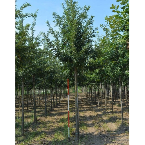Turkisk ek - Quercus cerris  - Stammens omkrets 18-20 cm, höjd 4 +/- meter,  HS,