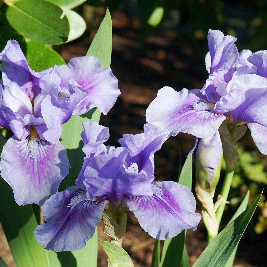 Tyskiris-Iris Germanica Bedtime Stories 1-pack