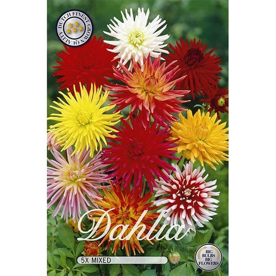 Dahlia Mixed Cactus 5-Pack