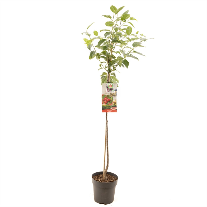 Surkörsbär Morel - cont. 8L 120 cm stam