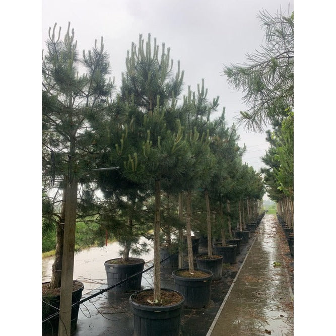 Svarttall - Pinus nigra  - Stammens omkrets 20-25 cm, höjd 4-4,5 meter,  HS, CONT