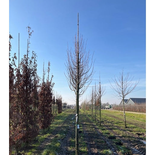 Skogslind - Tilia cordata &