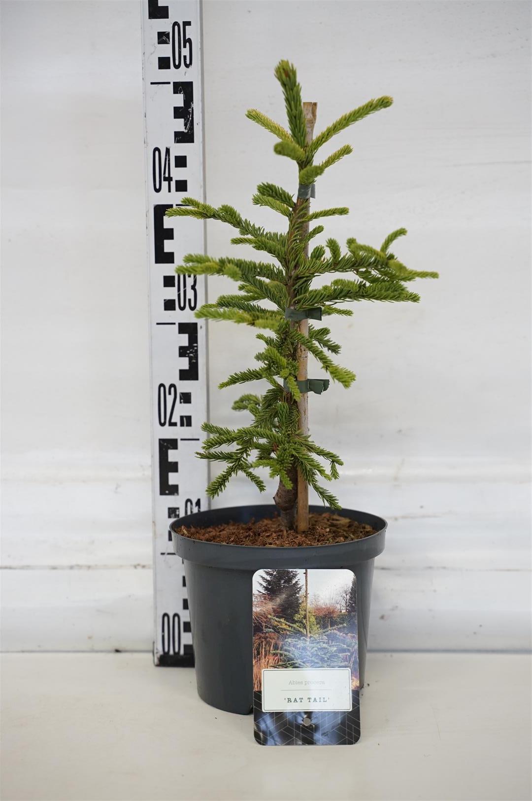 Abies procera &
