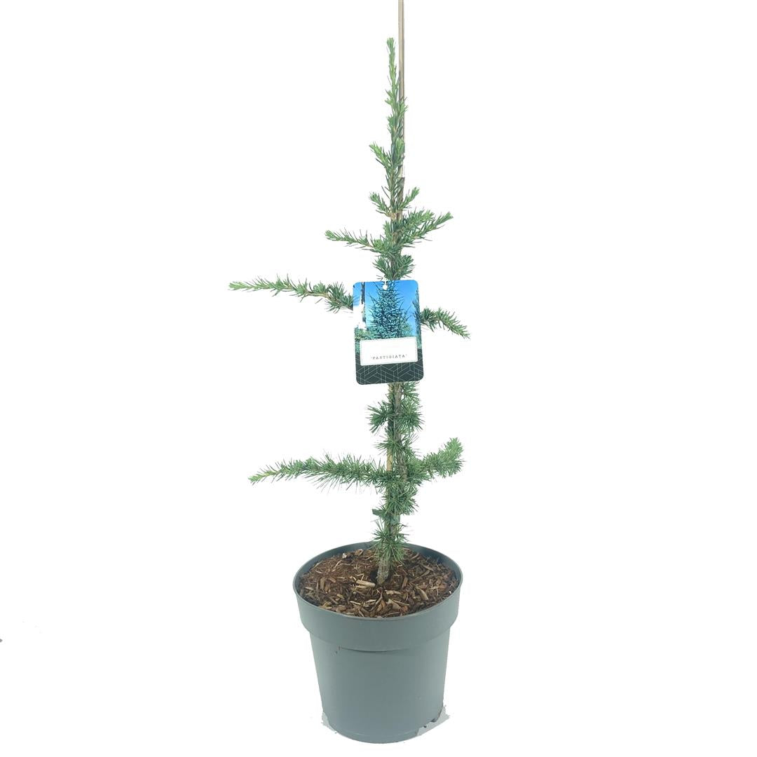 Cedrus lib. &