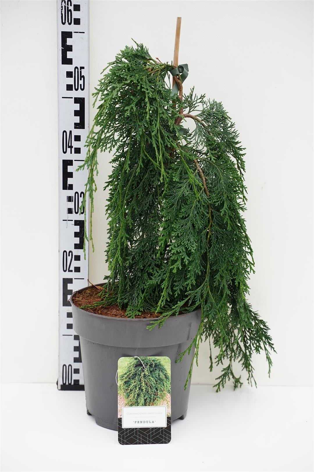 Chamaecyparis lawsoniana &