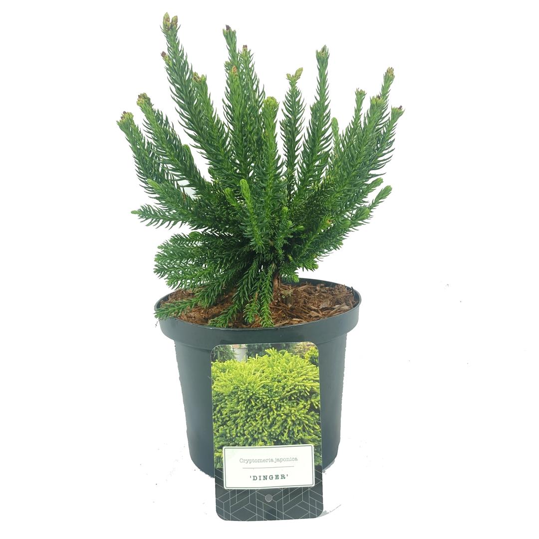 Cryptomeria j. &