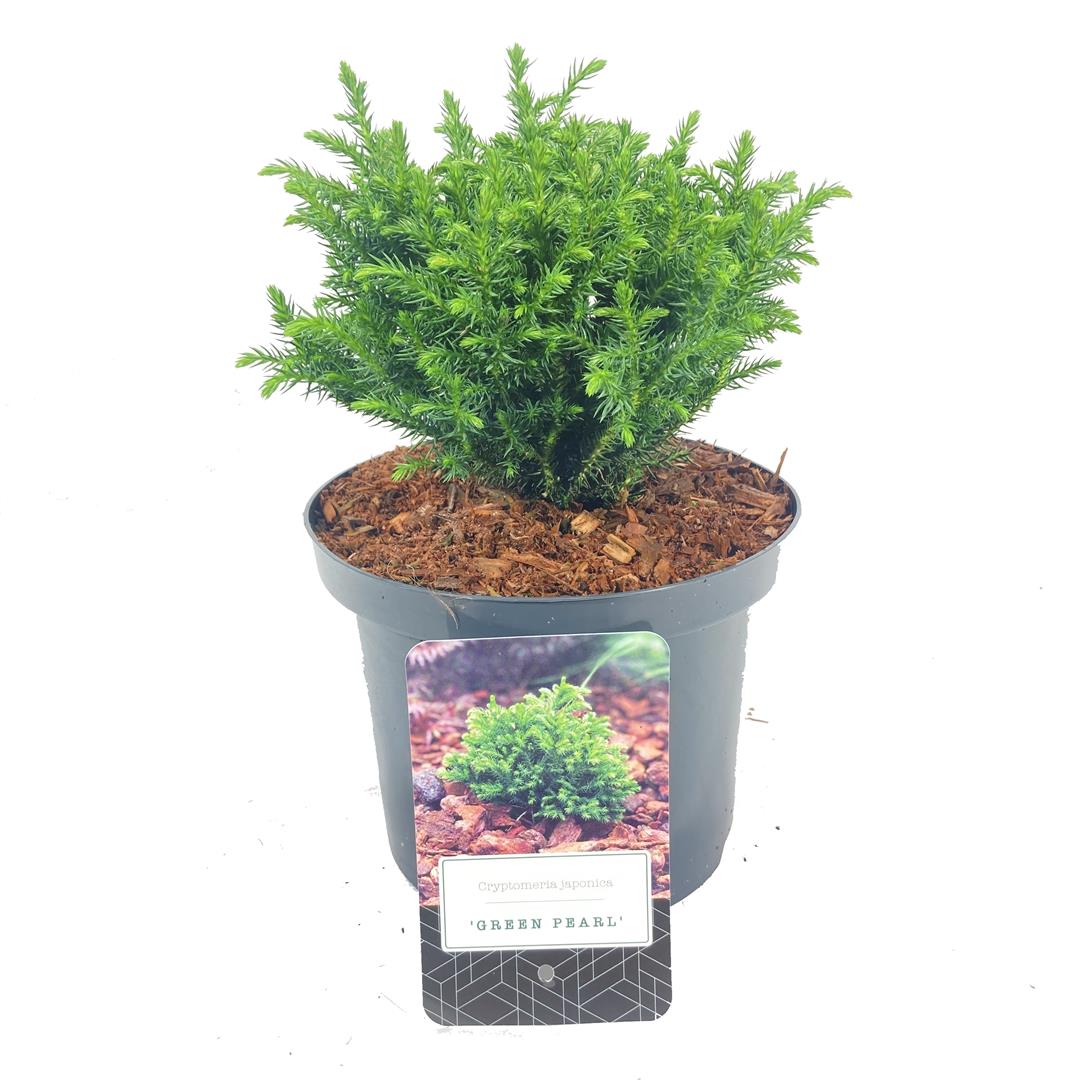 Cryptomeria j. &