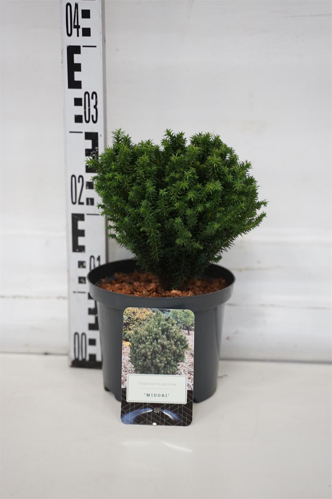 Cryptomeria japonica &