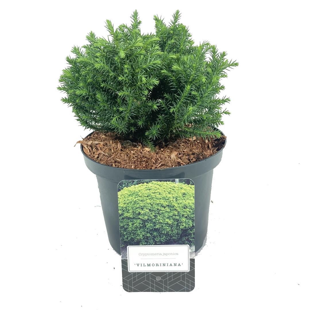 Cryptomeria j. &