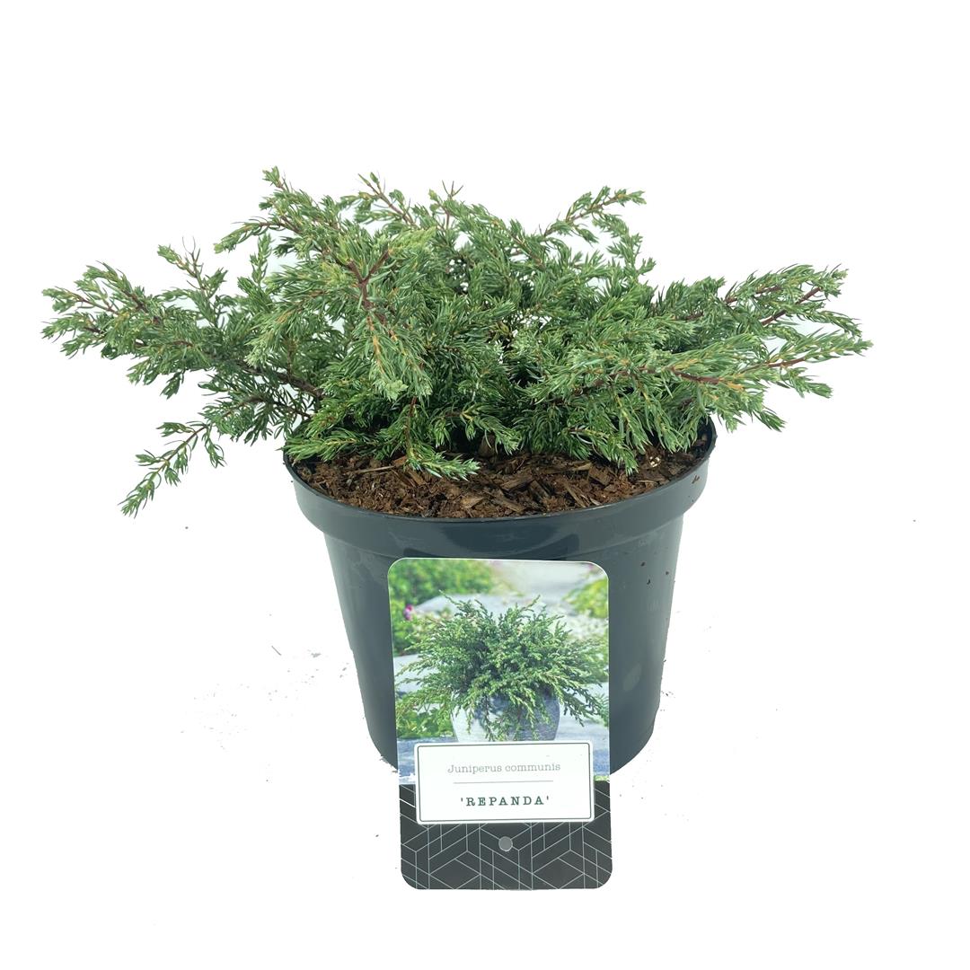 Juniperus communis &