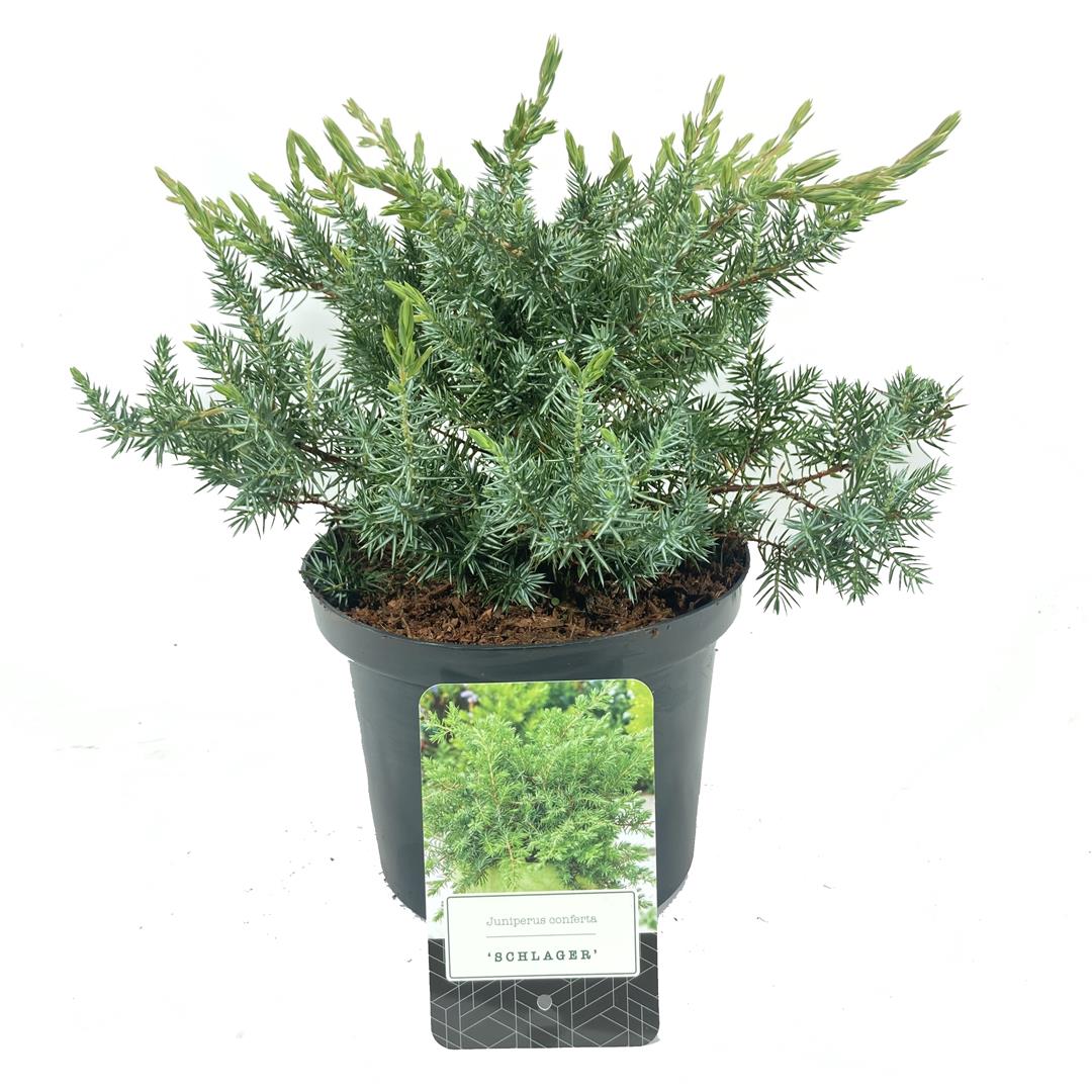 Juniperus conferta &