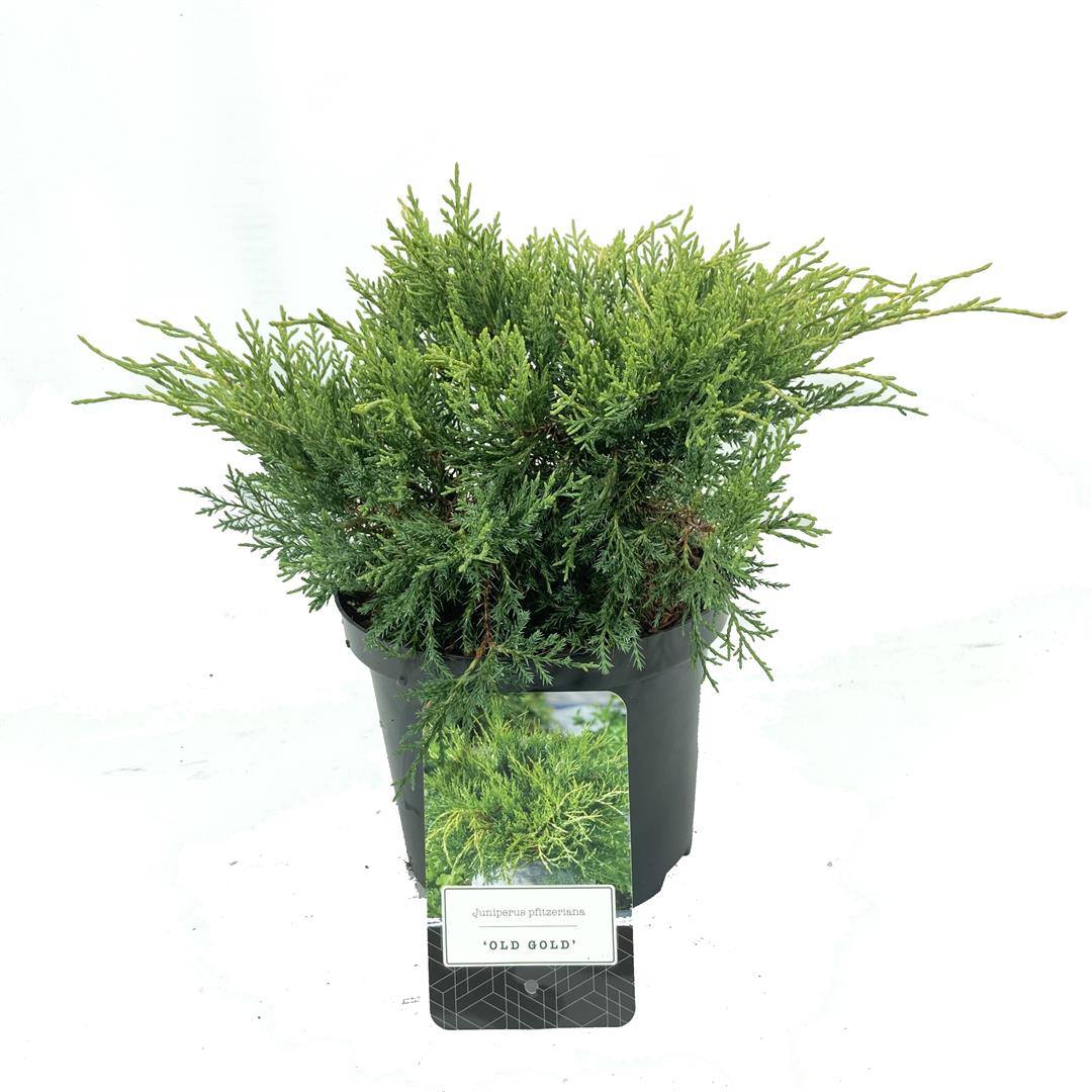 Juniperus pf. &