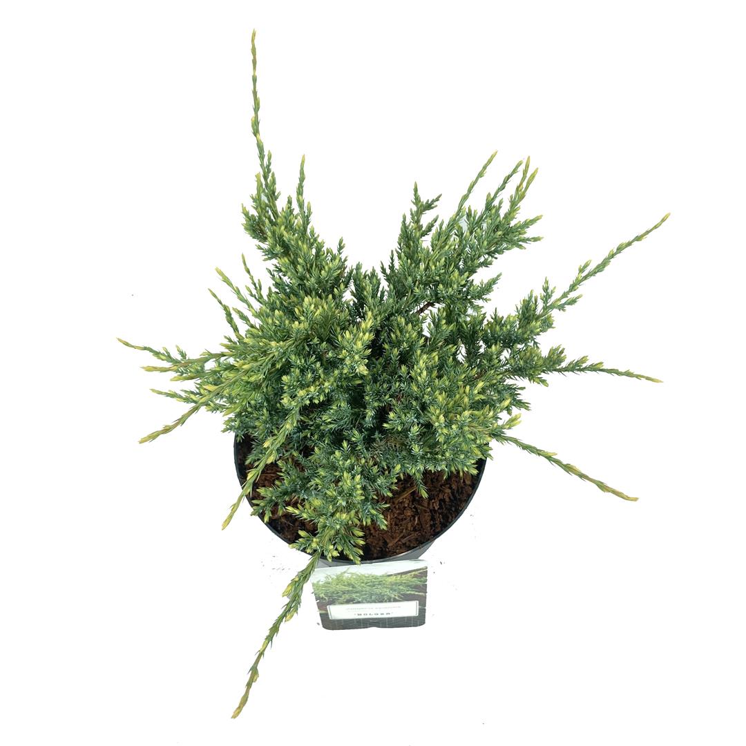 Juniperus squamata &