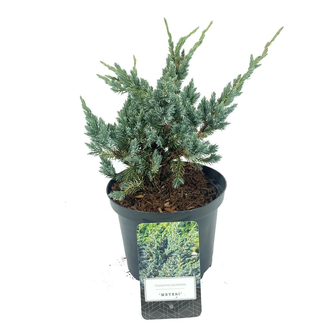 Juniperus squamata &
