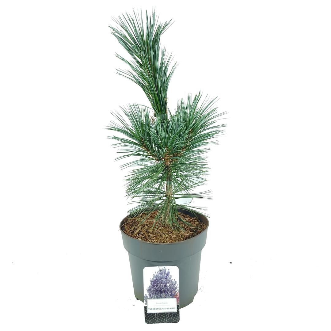 Pinus flex. &