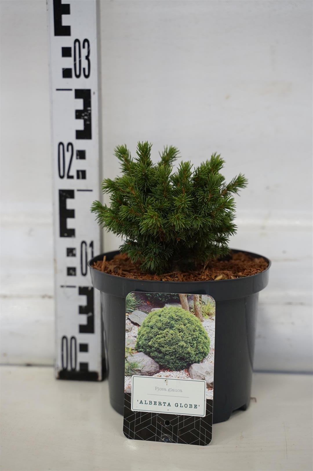 Picea glauca &