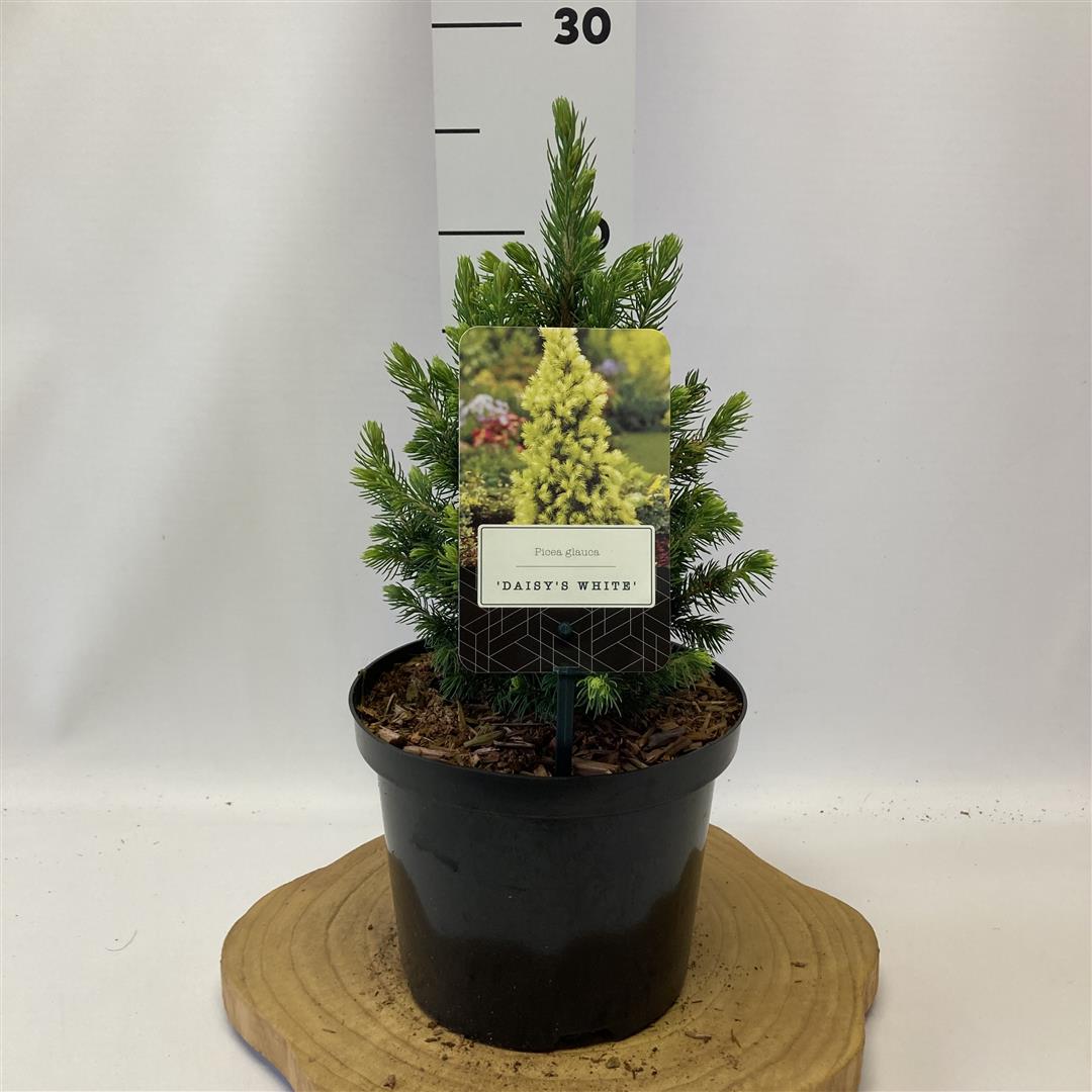 Picea glauca &
