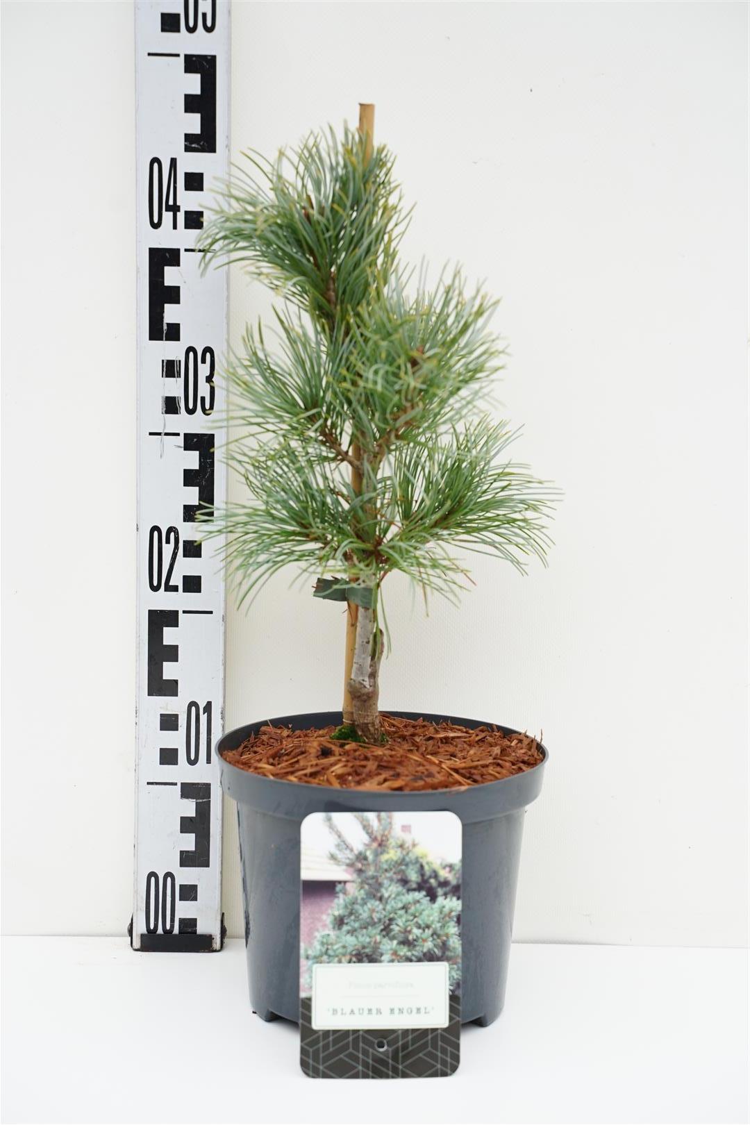 Pinus parviflora &