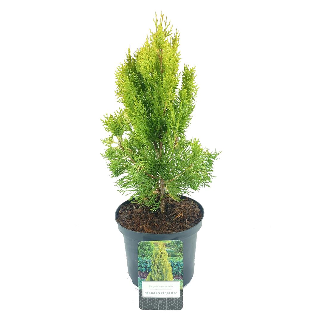 Platycladus or. &
