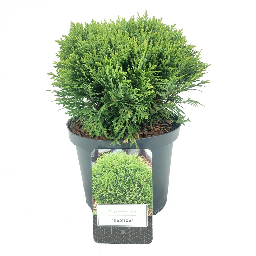 Thuja occidentalis &