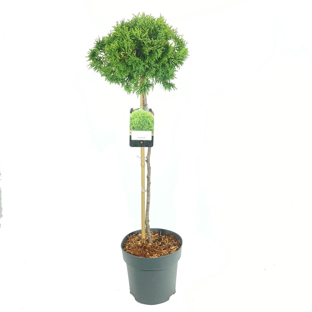 Thuja occidentalis &