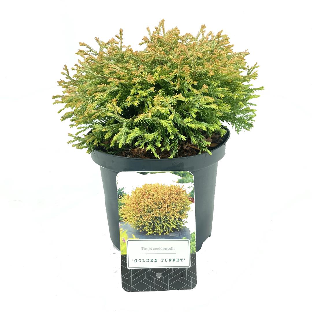 Thuja occidentalis &