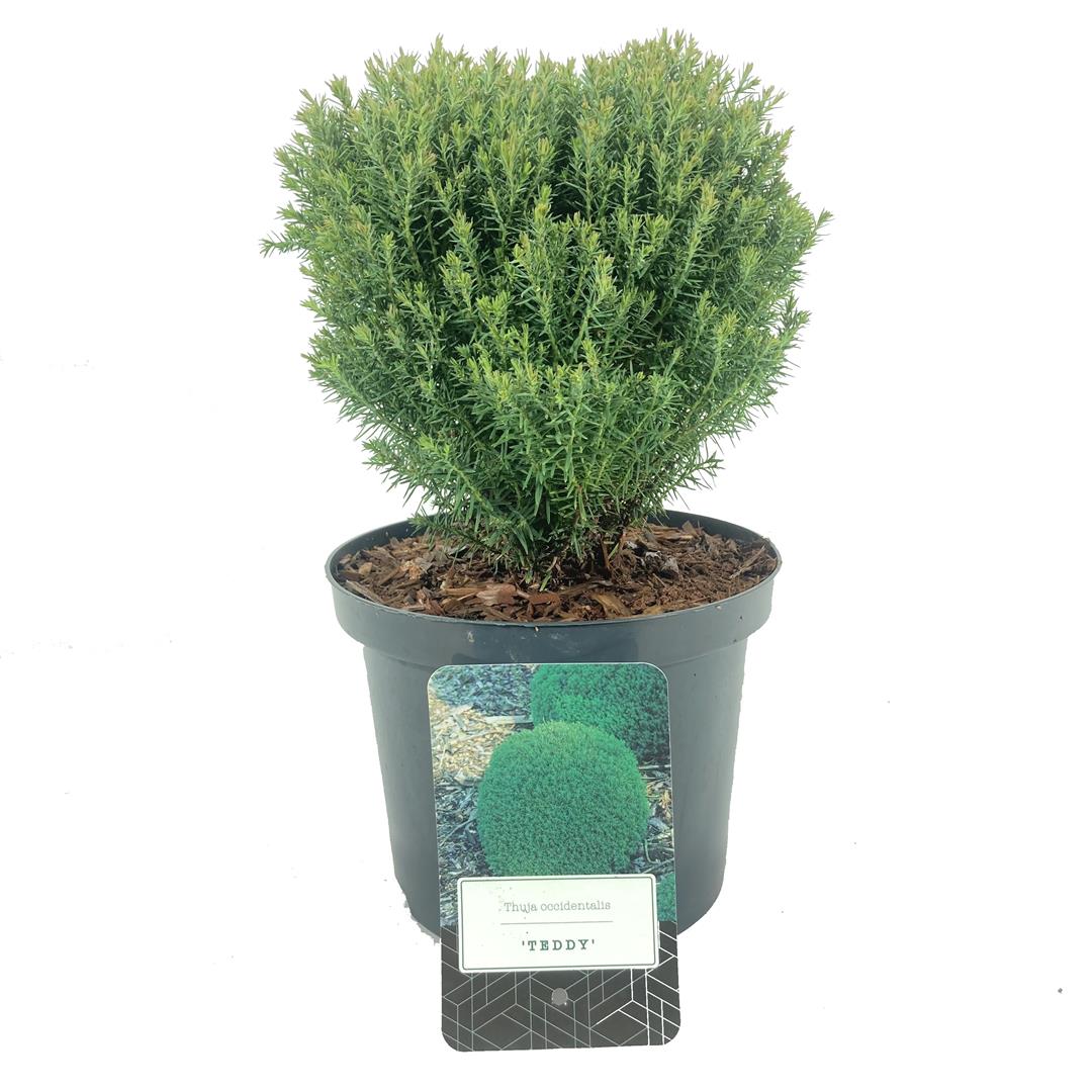 Thuja occidentalis &