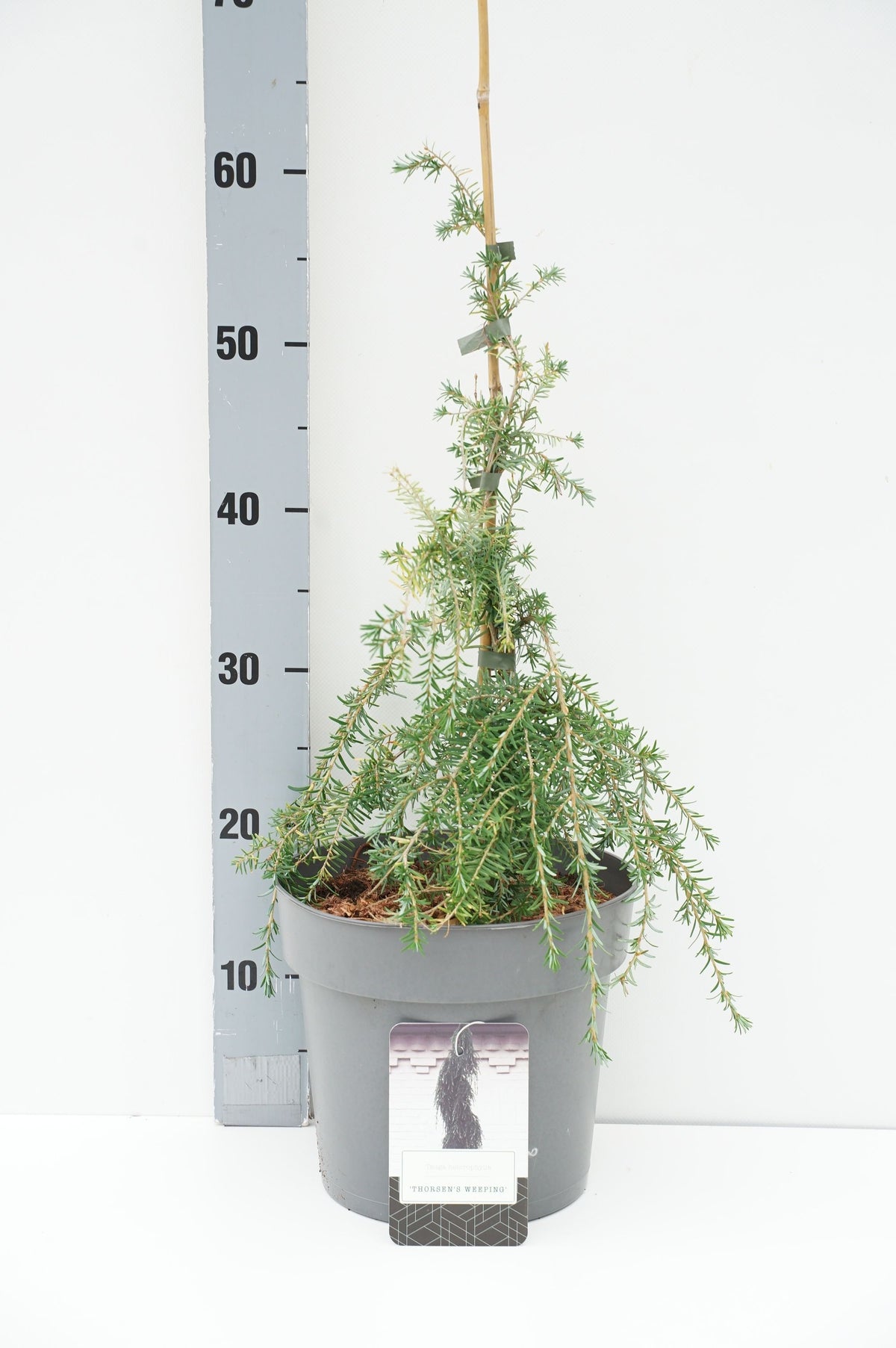 Tsuga heterophylla &