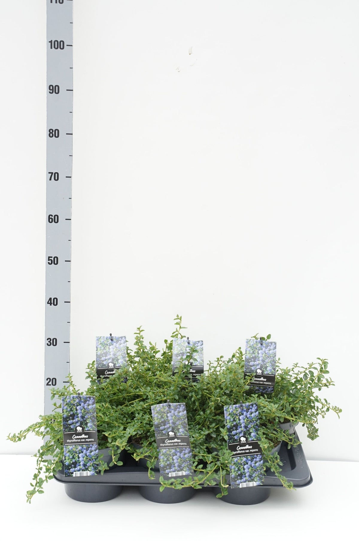Ceanothus thyrs. repens C2 / 17 cm kruka 30-35 cm