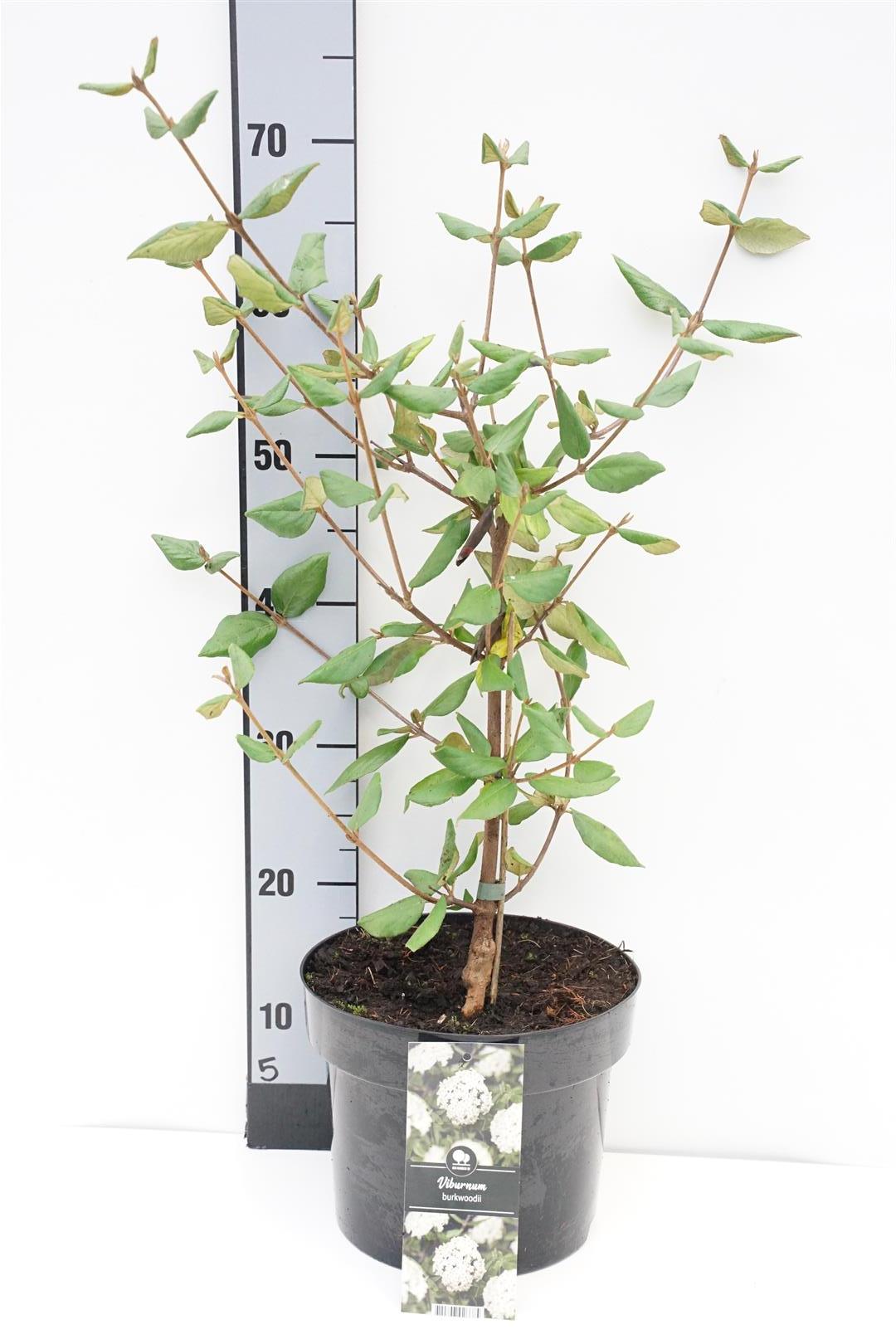 Viburnum burkwoodii &