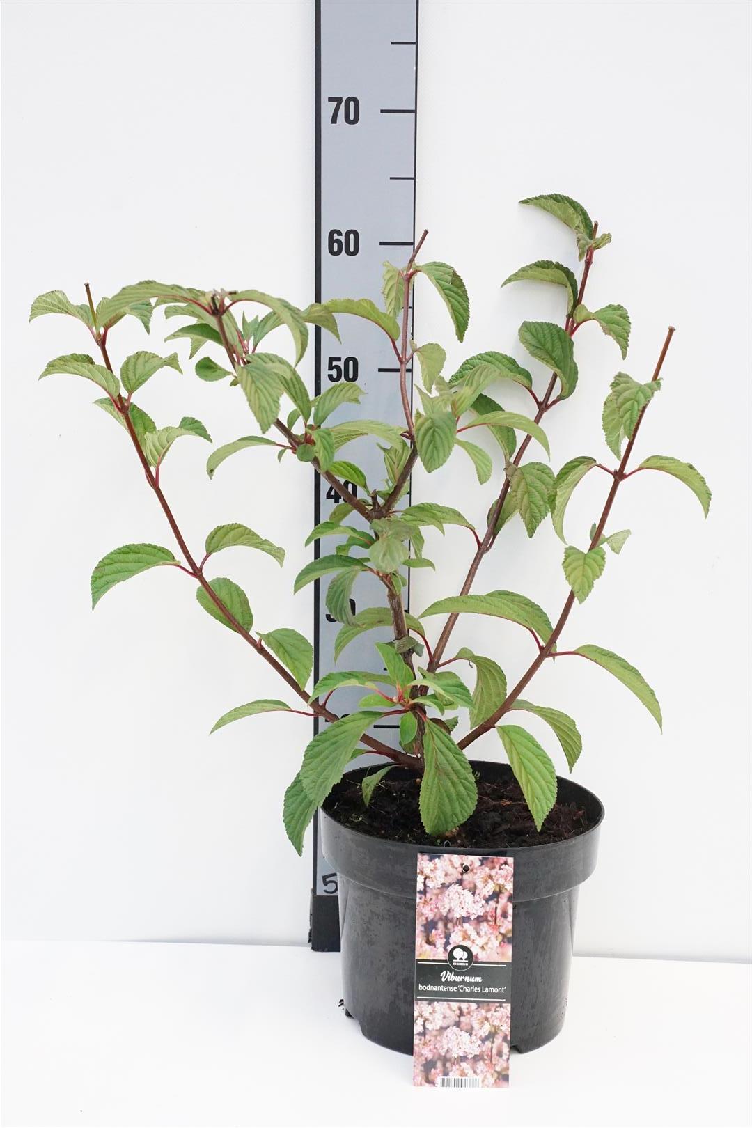 Viburnum bodnantense &