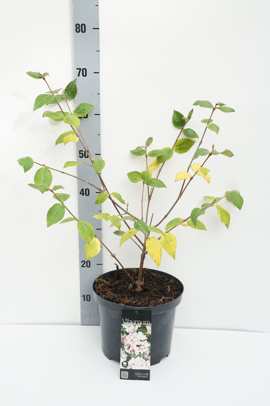 Viburnum burkwoodii &