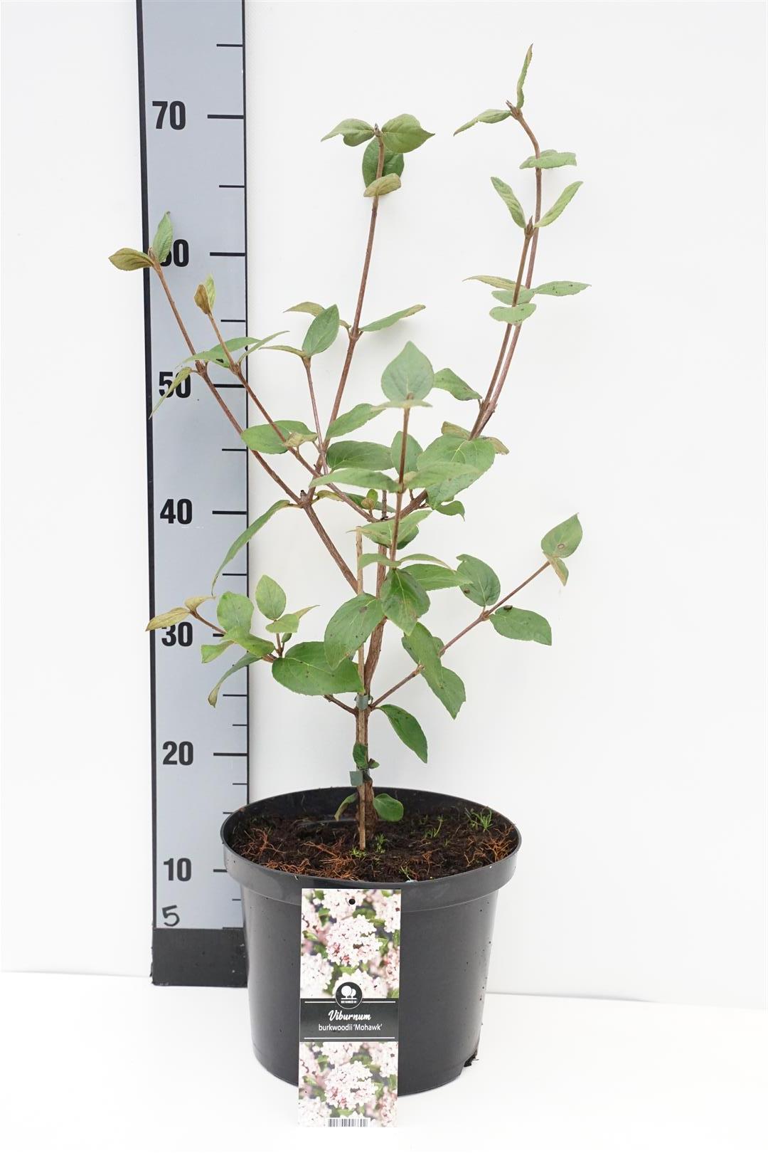Viburnum burkwoodii &