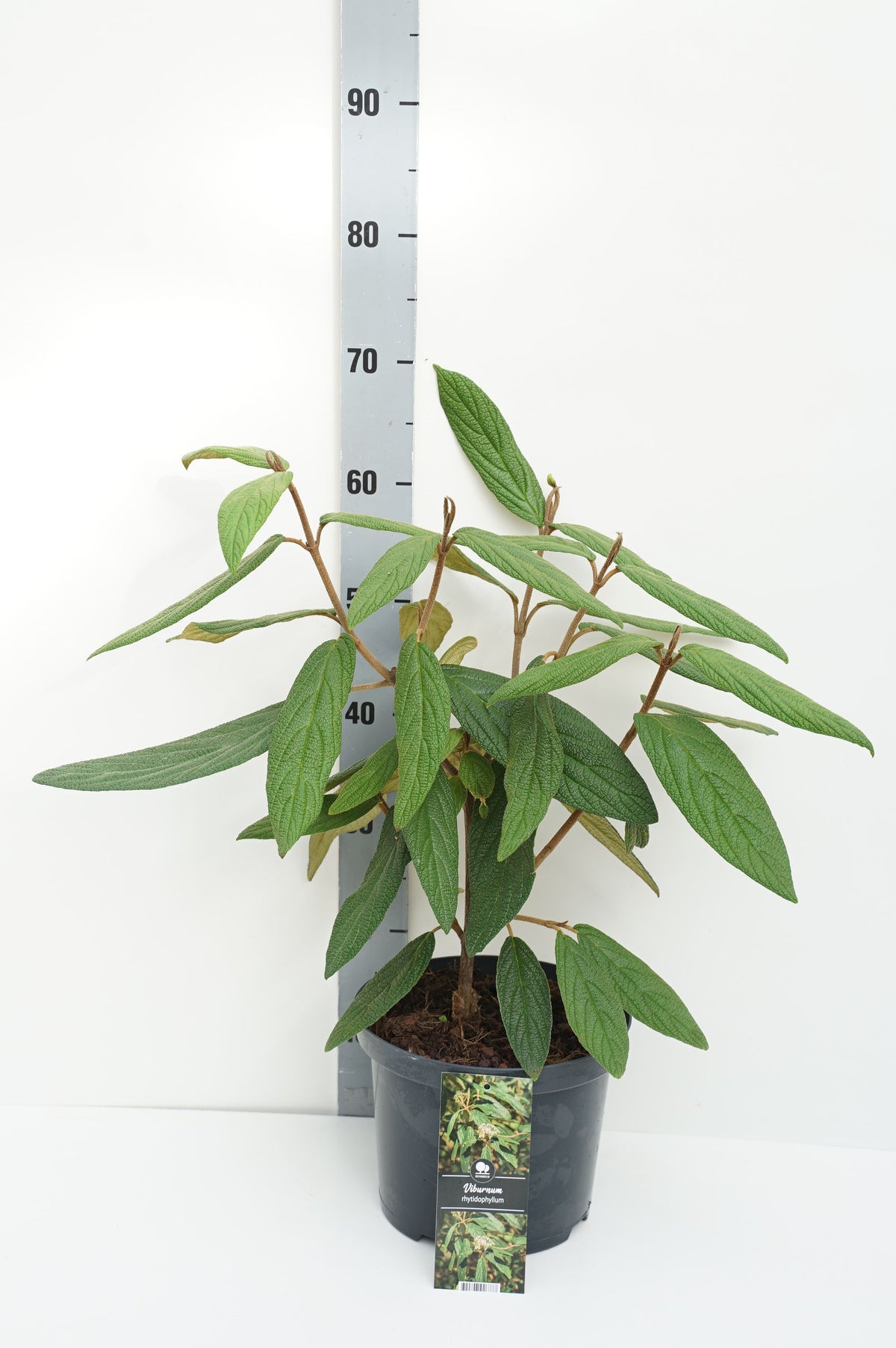 Viburnum rhytidophyllum C5 (5 liters kruka) 30-40 cm