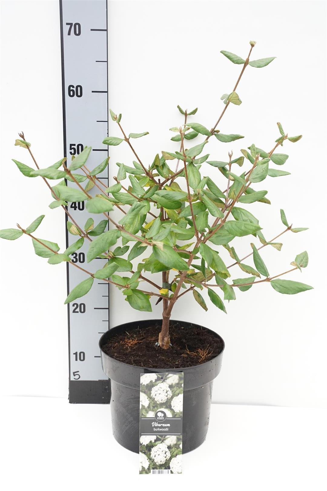 Viburnum burkwoodii C5 (5 liters kruka) / 23 cm kruka 40-50 cm