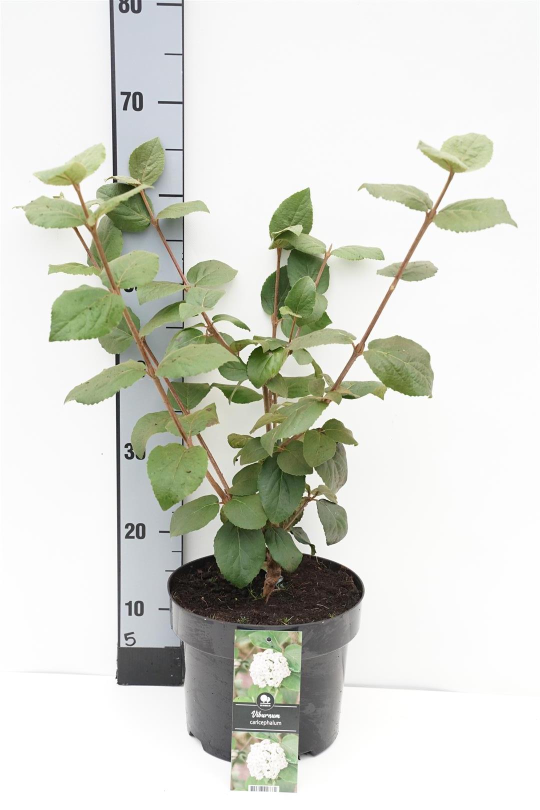 Viburnum carlcephalum C5 (5 liters kruka) 40-50 cm