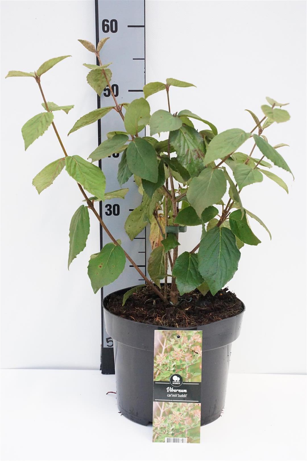 Viburnum carlesii &