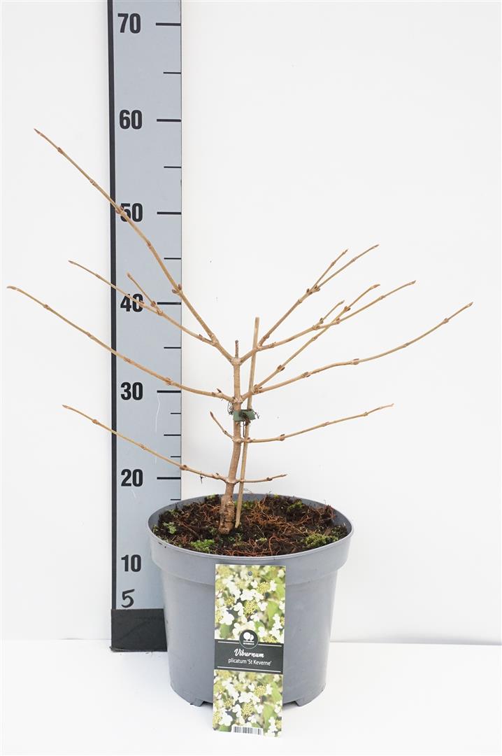 Viburnum plicatum &
