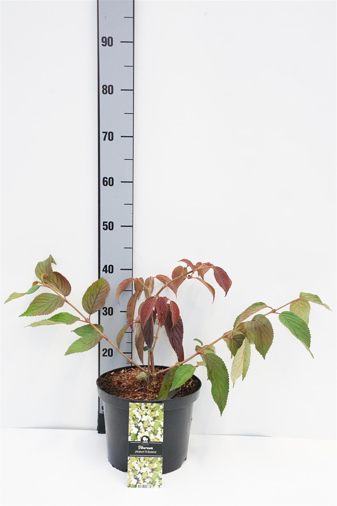 Viburnum plic. &