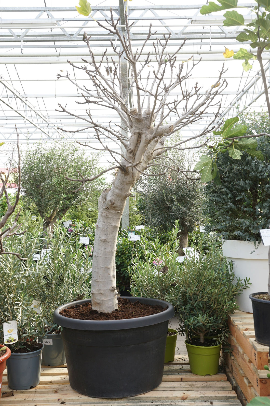 Ficus carica 70 cm stam C160 (160 liters kruka)