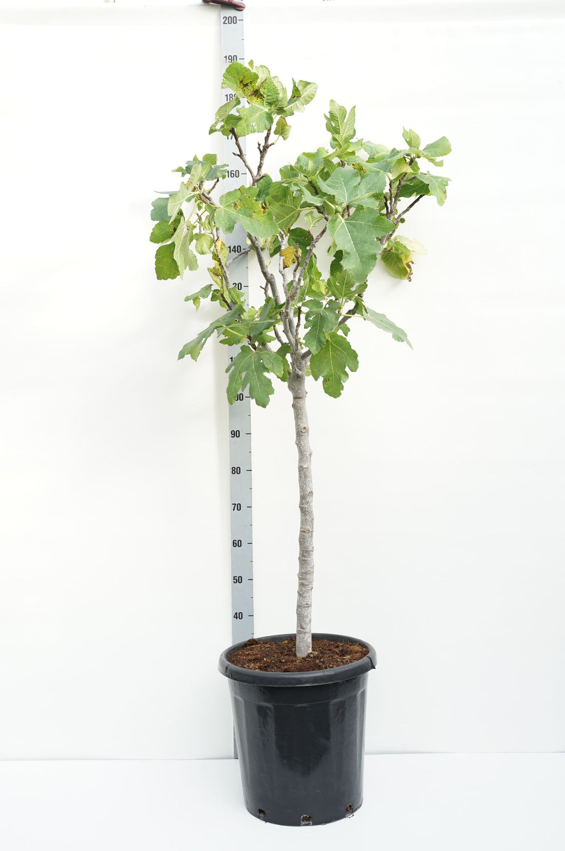 Ficus carica 80 cm stam, C30 (30 liters kruka)