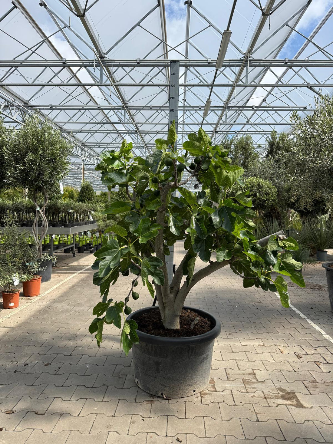 Ficus carica &
