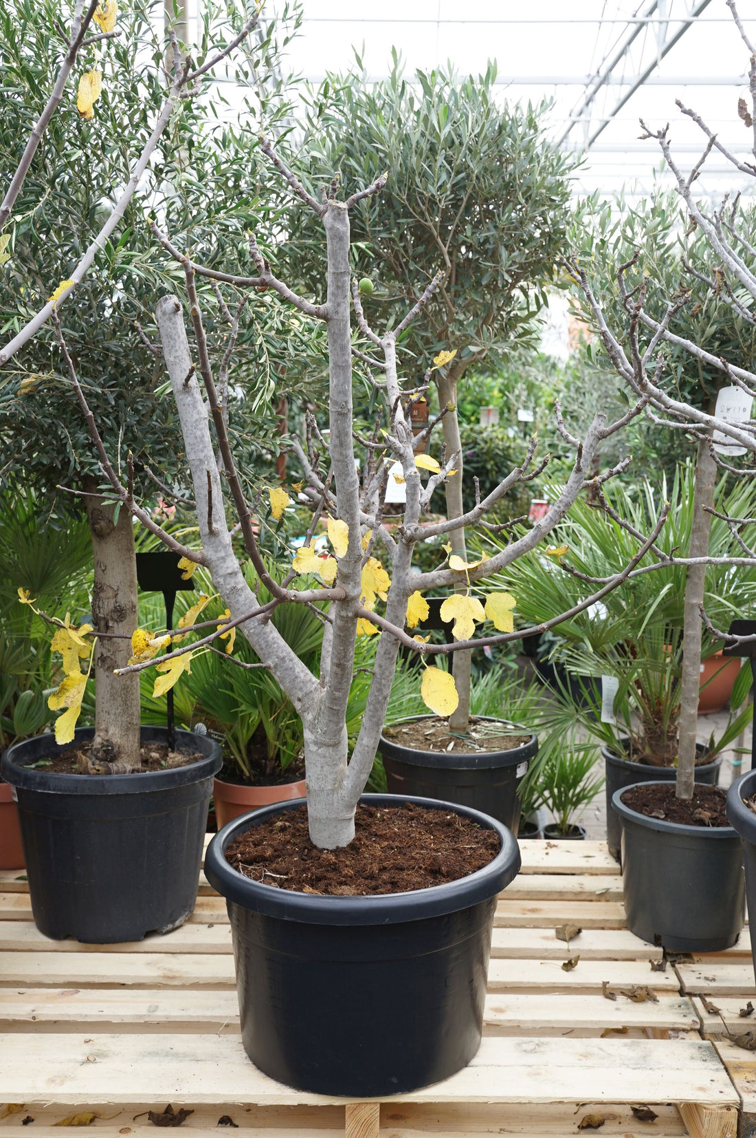 Ficus car. &