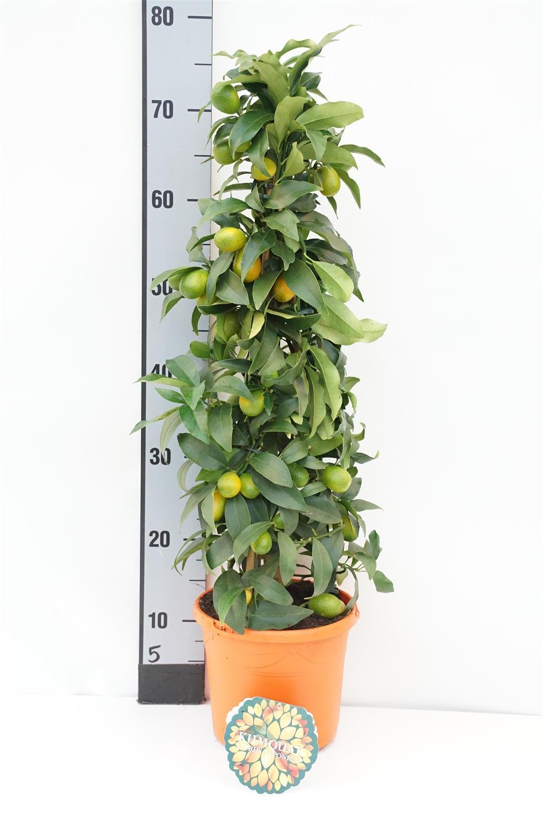 Citrus fort. japonica (Kumquat) C3 (3 liters kruka) 65+ cm