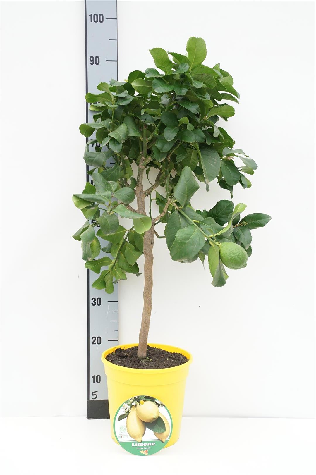 Citrus limon 40 cm stam C4 (4 liters kruka) / 21 cm dekorkruka