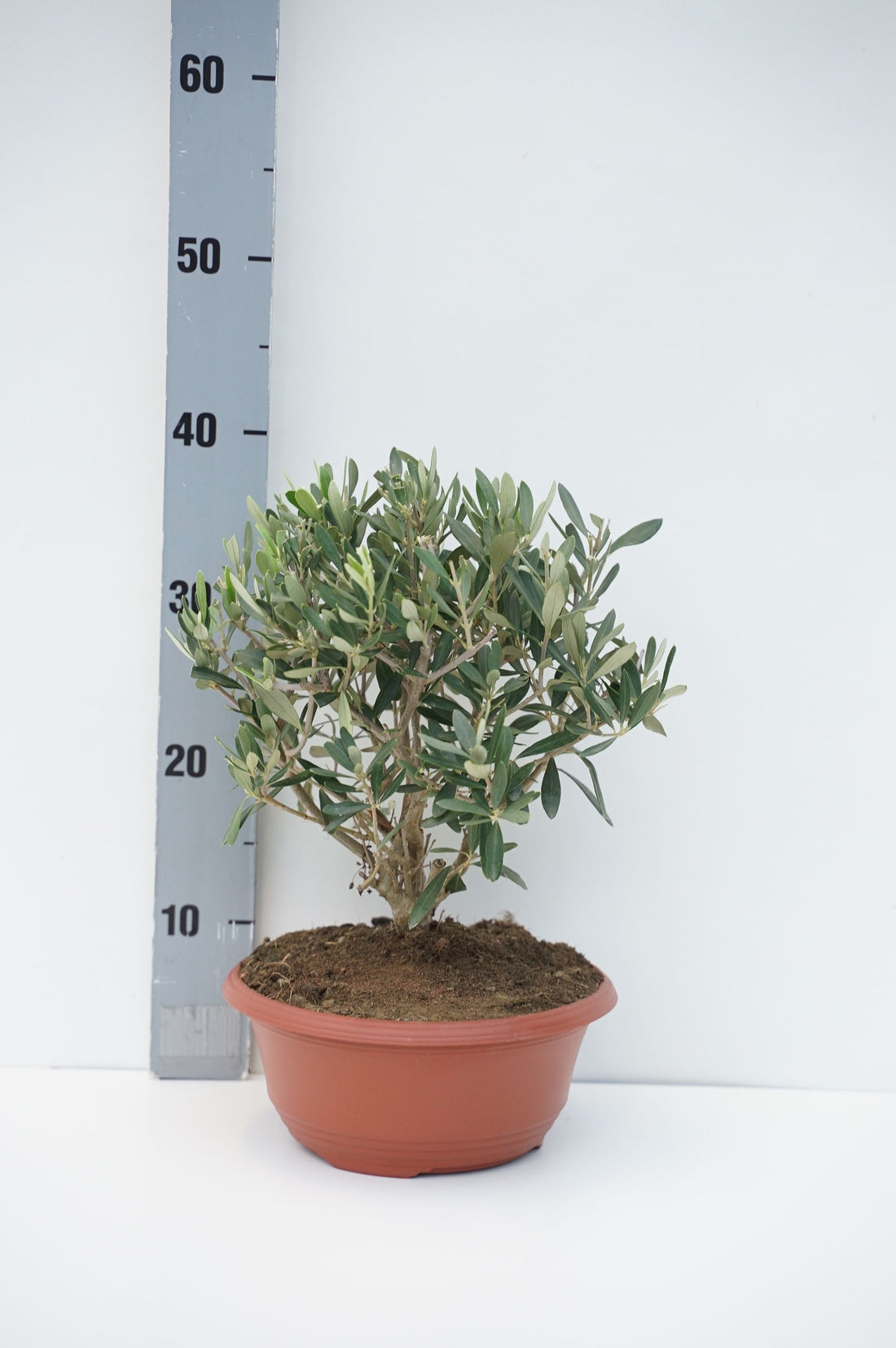 Olea europaea C5 (5 liters kruka) / 23 cm dekorskål
