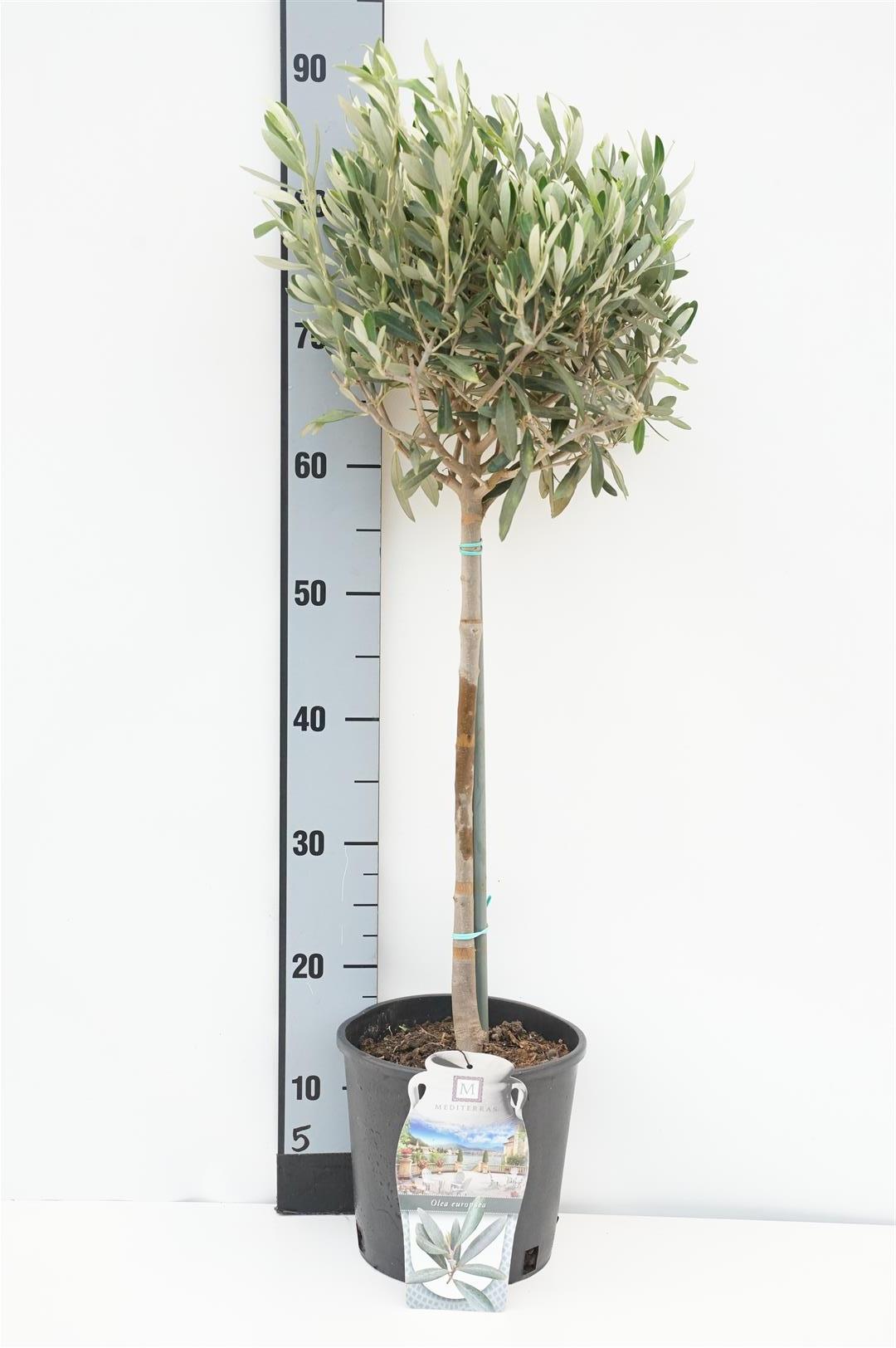 Olea europaea 40 cm stam C2,5 (2,5 liters kruka) / 18 cm kruka