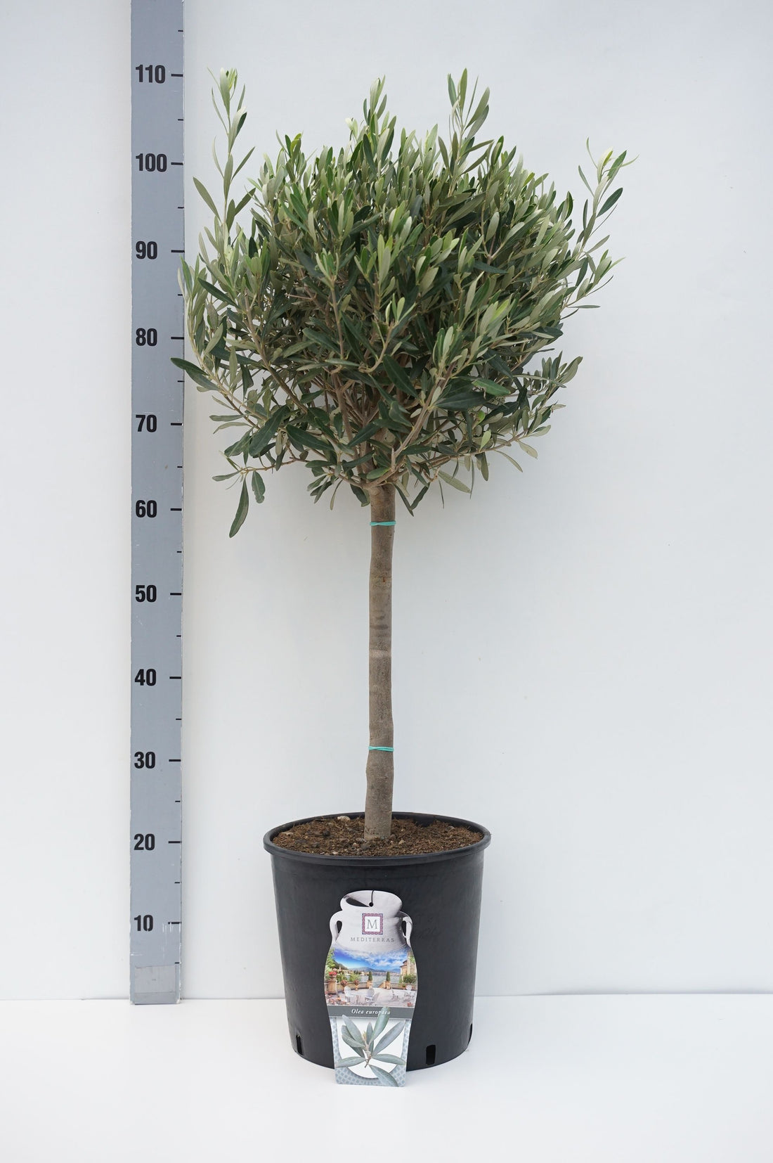 Olea europaea stam 40 cm, C5 (5 liters kruka) / 23 cm kruka